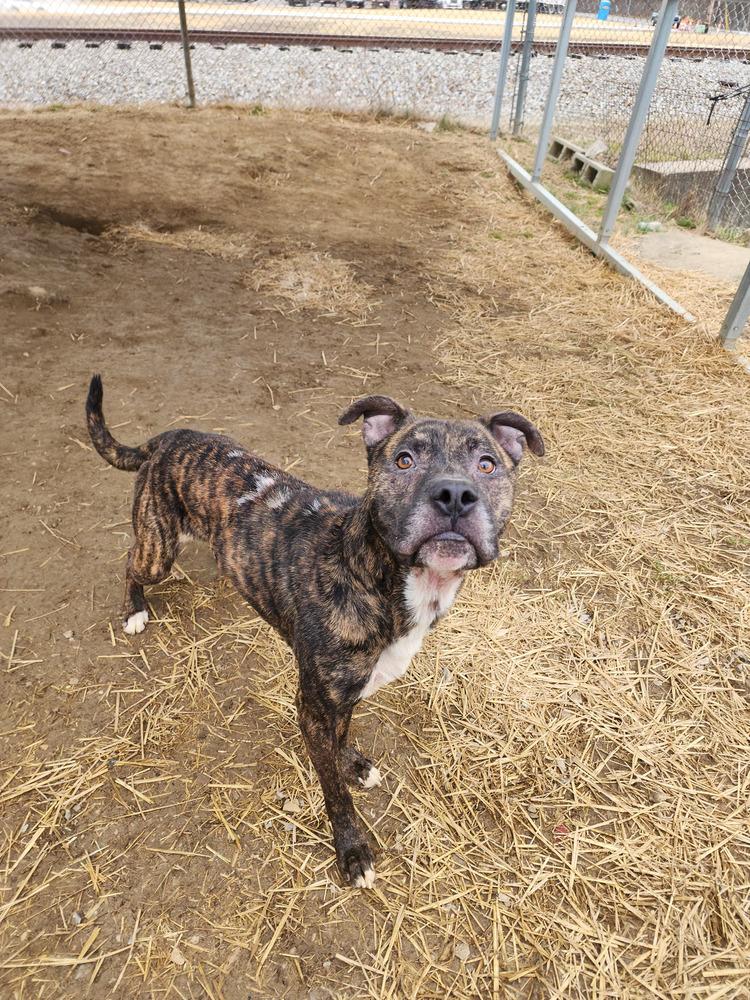 Enlarge Noki, a Adoptable mixed breed in Evansville, IN image 5/6