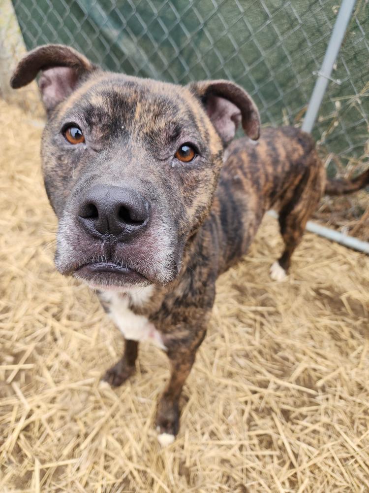 Enlarge Noki, a Adoptable mixed breed in Evansville, IN image 6/6