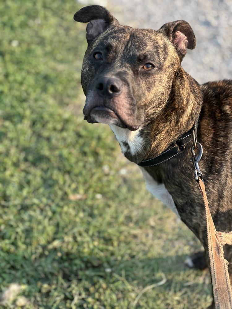 Enlarge Noki, a Adoptable mixed breed in Evansville, IN image 6/6