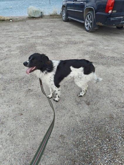 Enlarge Boone - Courtesy Listing see info, a Adoptable Mixed Breed in Polson, MT image 3/3