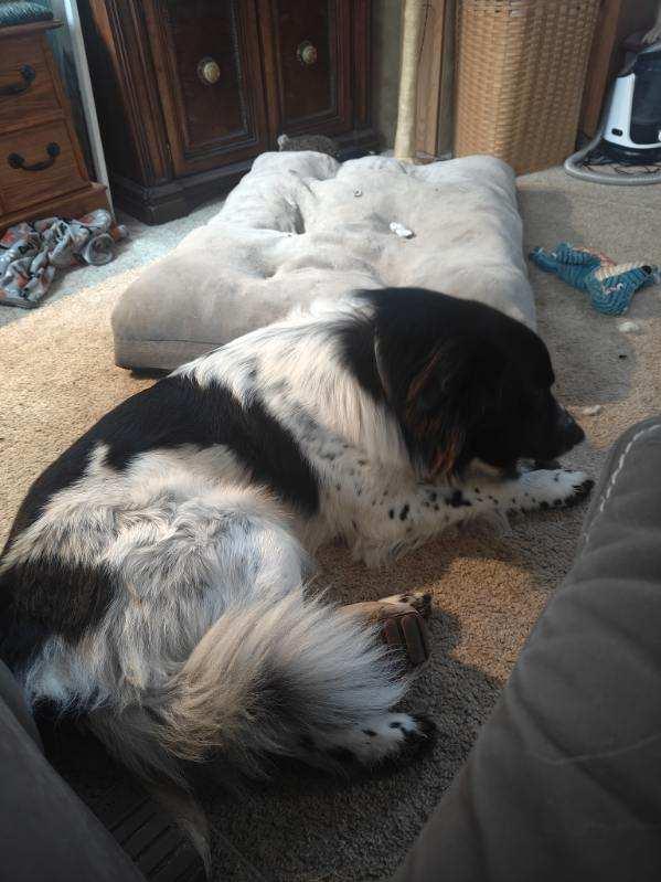 Enlarge Boone - Courtesy Listing see info, a Adoptable Mixed Breed in Polson, MT image 1/3