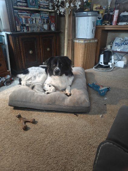 Enlarge Boone - Courtesy Listing see info, a Adoptable Mixed Breed in Polson, MT image 2/3