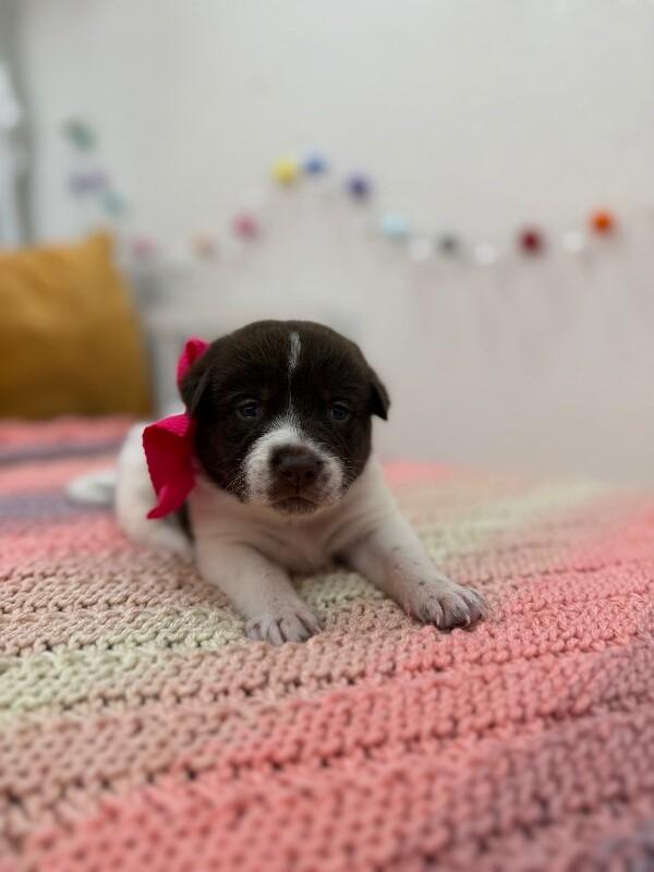 Trixie Sweet Girl — thumbnail 2