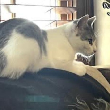 Liberty, a Adoptable Domestic Short Hair in Cincinnati, OH image 1/6