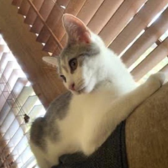 Liberty, a Adoptable Domestic Short Hair in Cincinnati, OH image 2/6