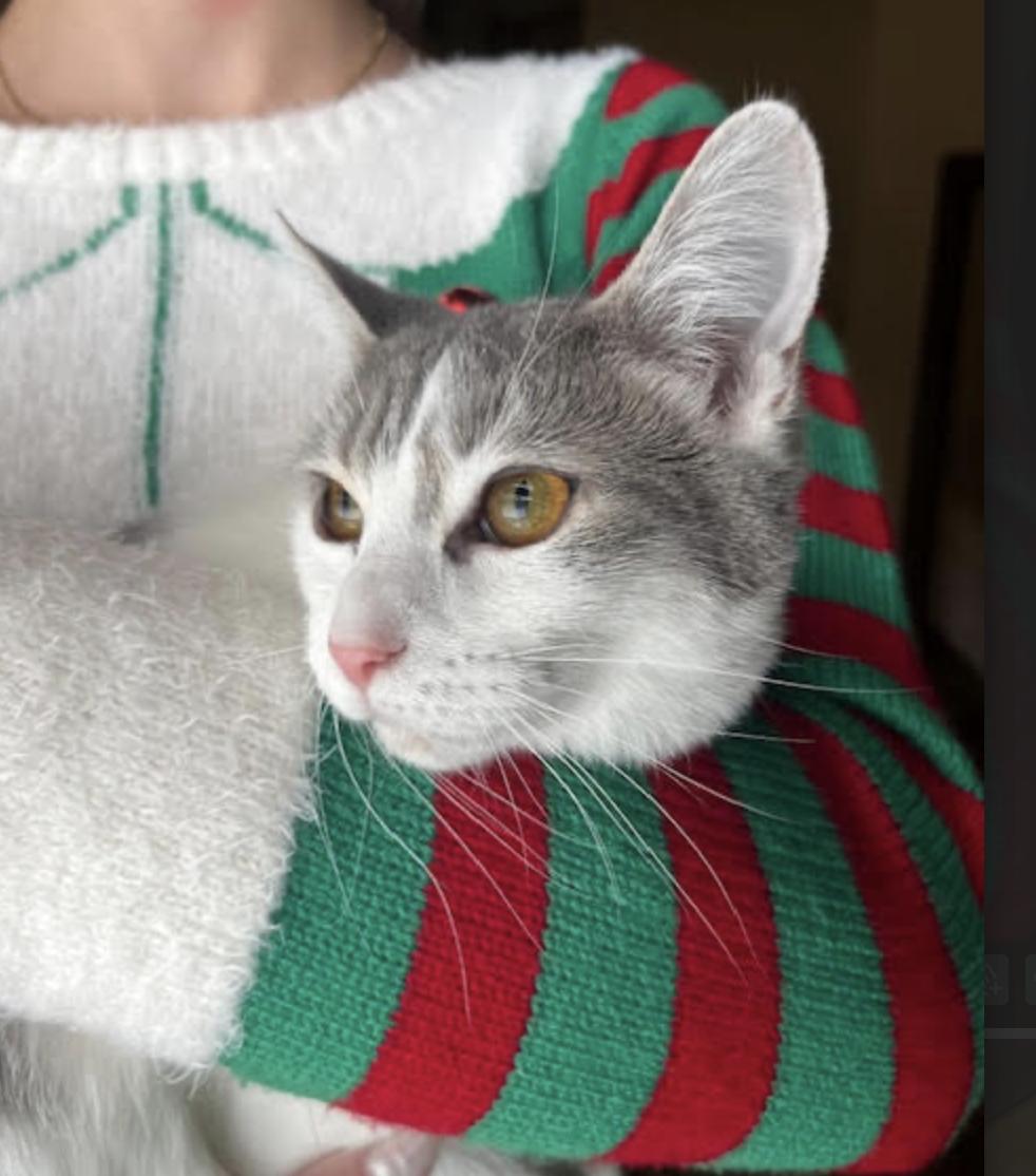 Liberty, Adoptable, Kitten Female Domestic Short Hair.