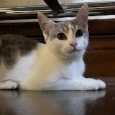 Liberty, a Adoptable Domestic Short Hair in Cincinnati, OH image 3/6