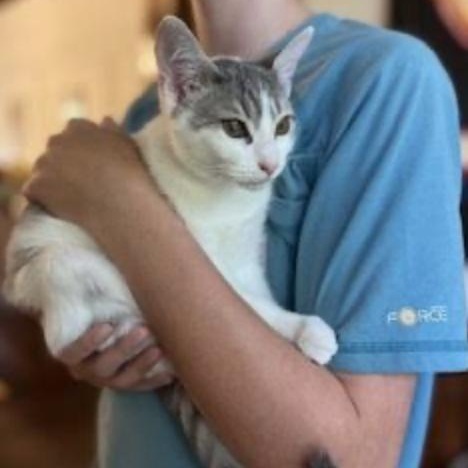 Liberty, a Adoptable Domestic Short Hair in Cincinnati, OH image 4/6