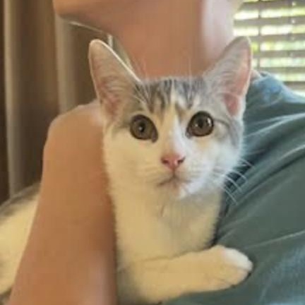 Liberty, a Adoptable Domestic Short Hair in Cincinnati, OH image 5/6