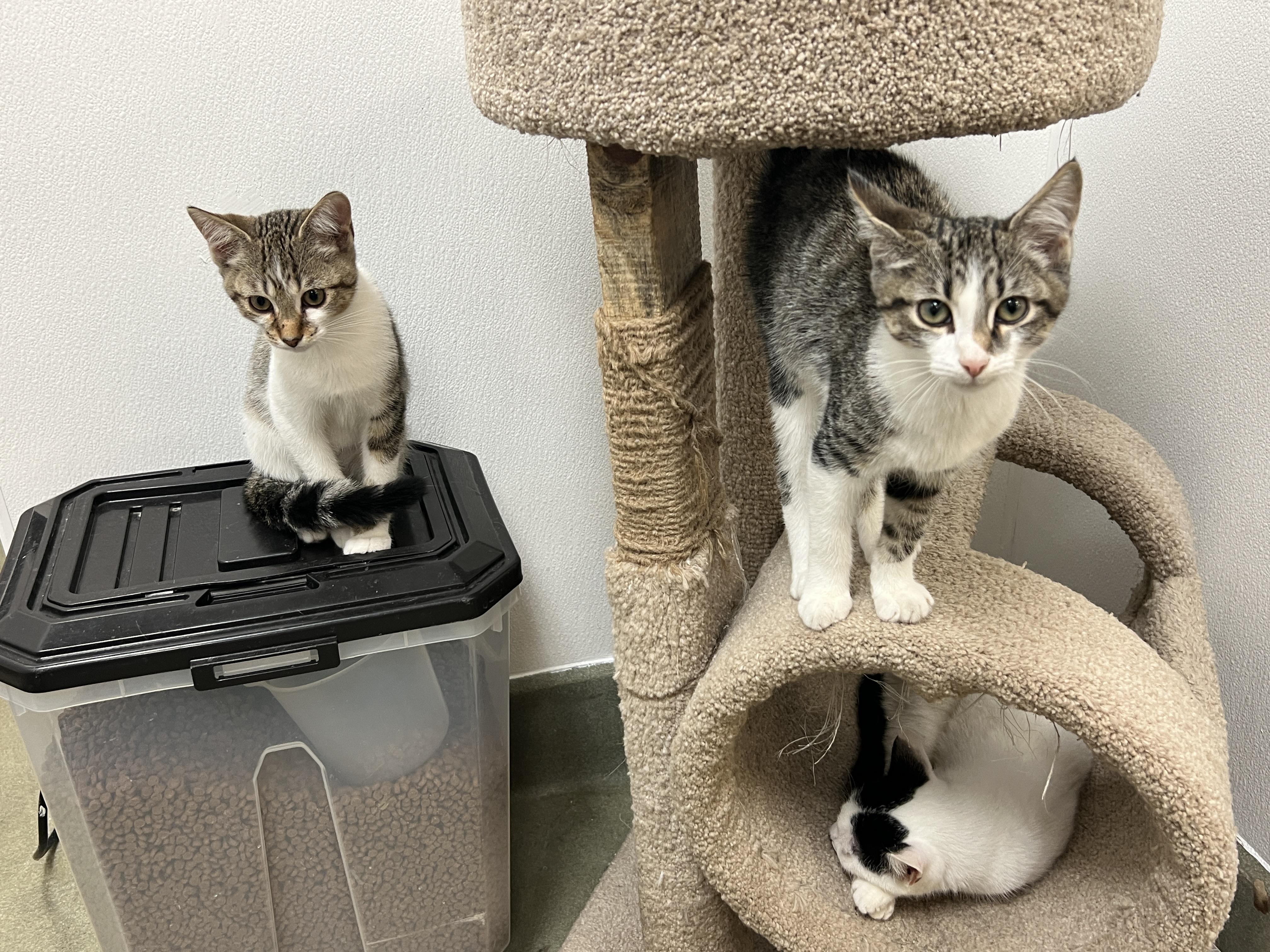 Scotty , ADOPTABLE, Kitten Male Domestic Short Hair.