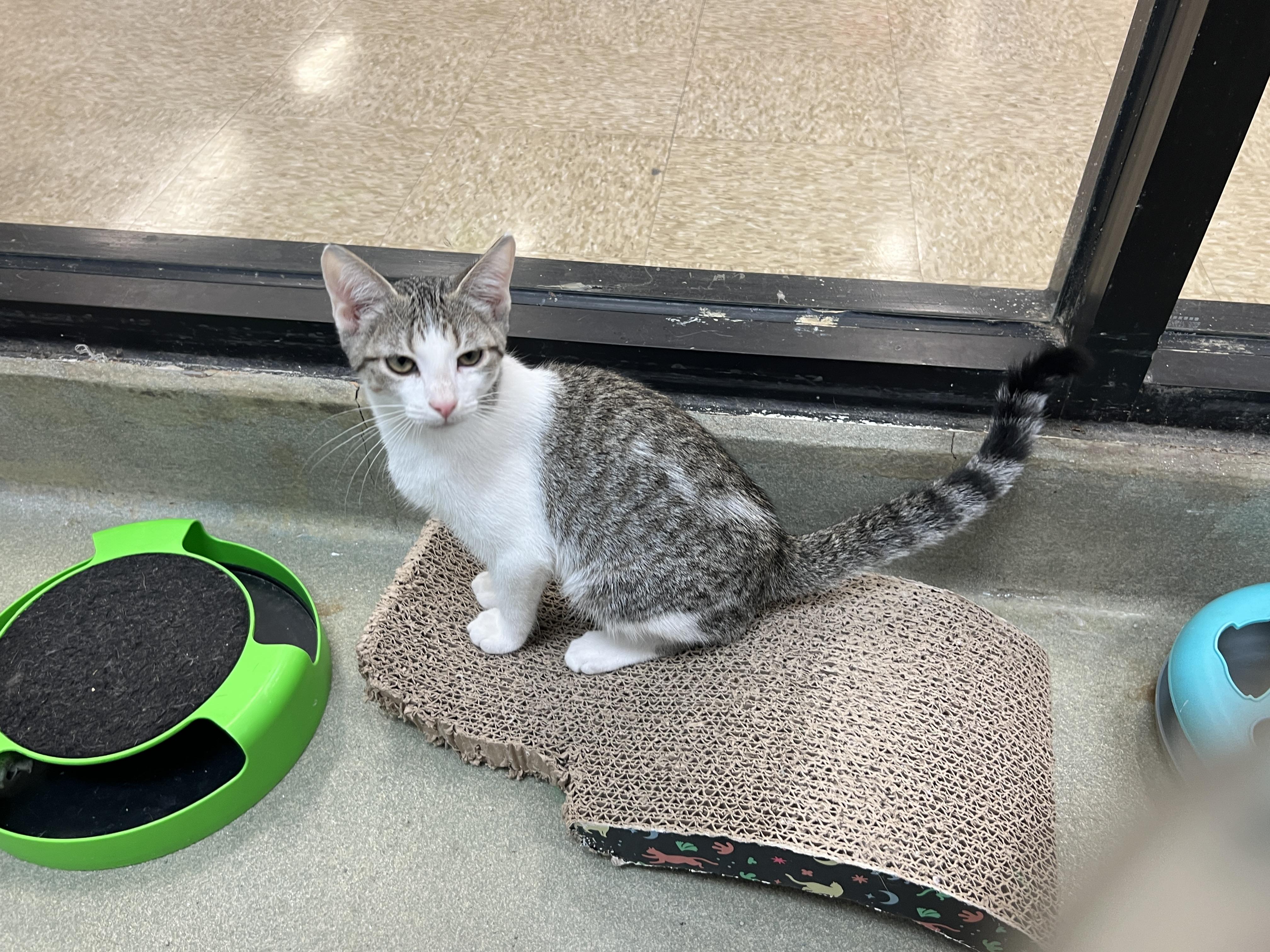 Enlarge Scotty , a ADOPTABLE mixed breed in Palmetto, FL image 3/3