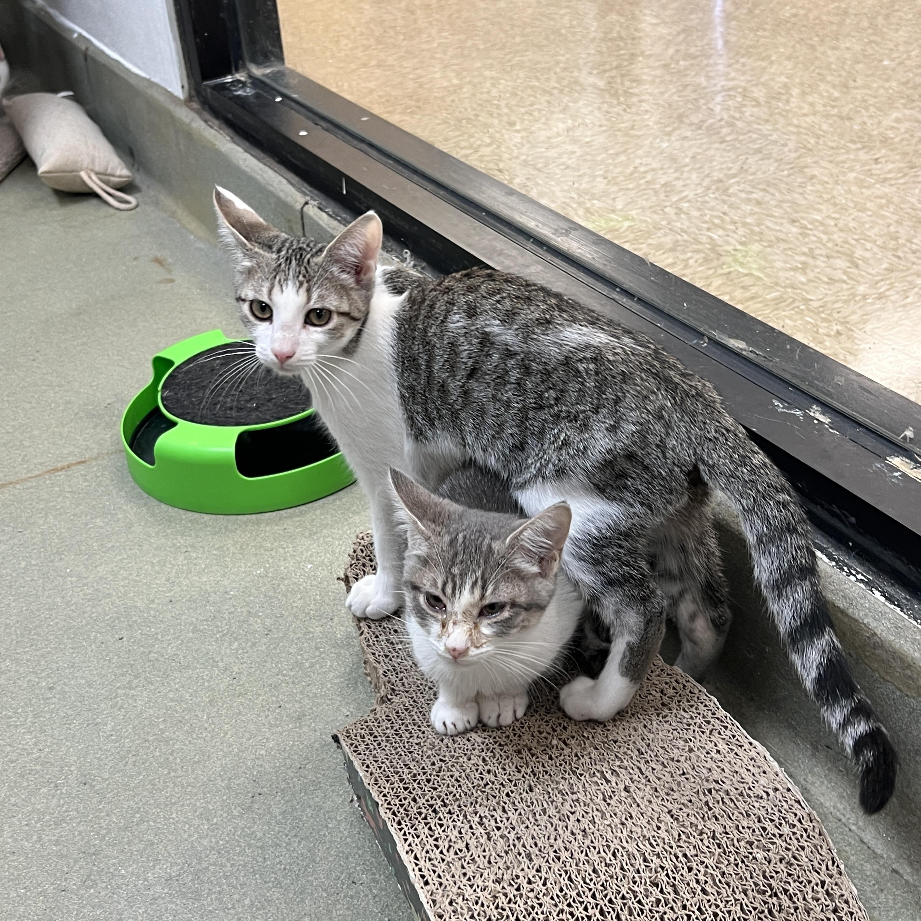 Enlarge Scotty , a ADOPTABLE mixed breed in Palmetto, FL image 2/3