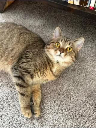 Bobbie Cat, a ADOPTABLE Tabby in Cincinnati, OH image 2/2