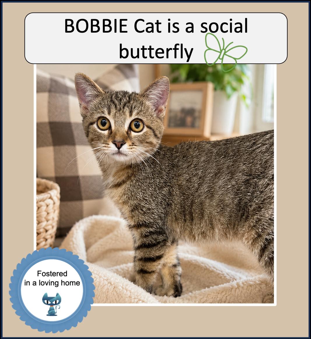 Bobbie Cat, ADOPTABLE, Young Female Tabby.