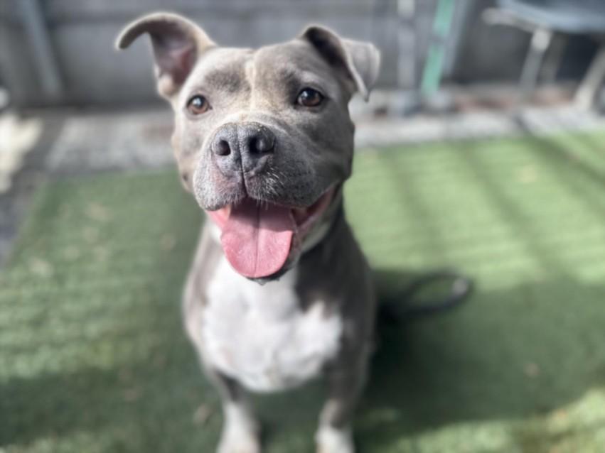 CUCO, Adoptable, Adult Male Pit Bull Terrier.