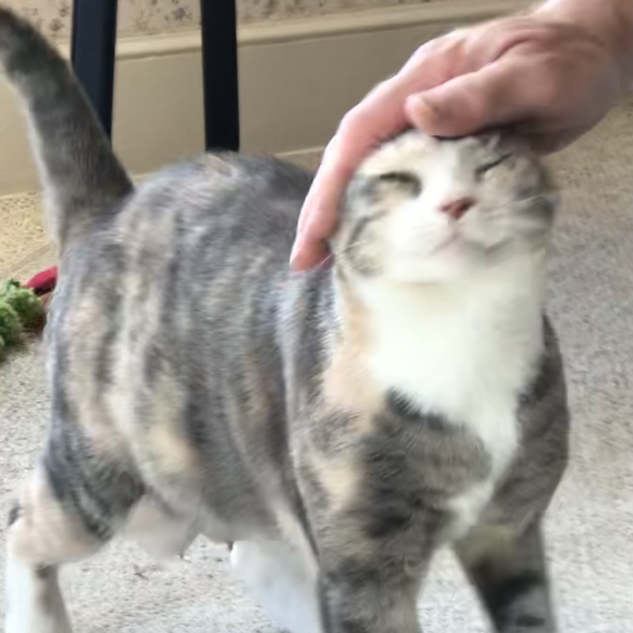 Enlarge Catalina, a Adoptable Calico in Central Falls, RI image 9/12