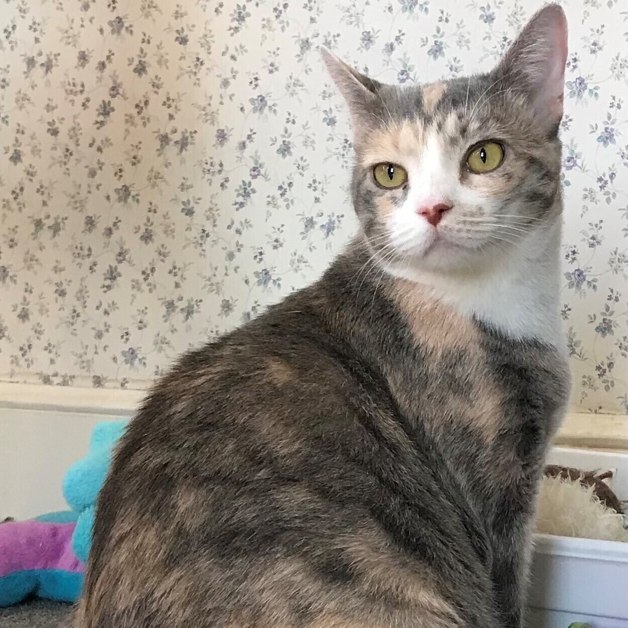 Catalina, a Adoptable Calico in Central Falls, RI image 1/12