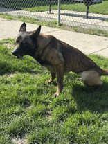 Layla, ADOPTABLE, Young Female Belgian Shepherd / Malinois.