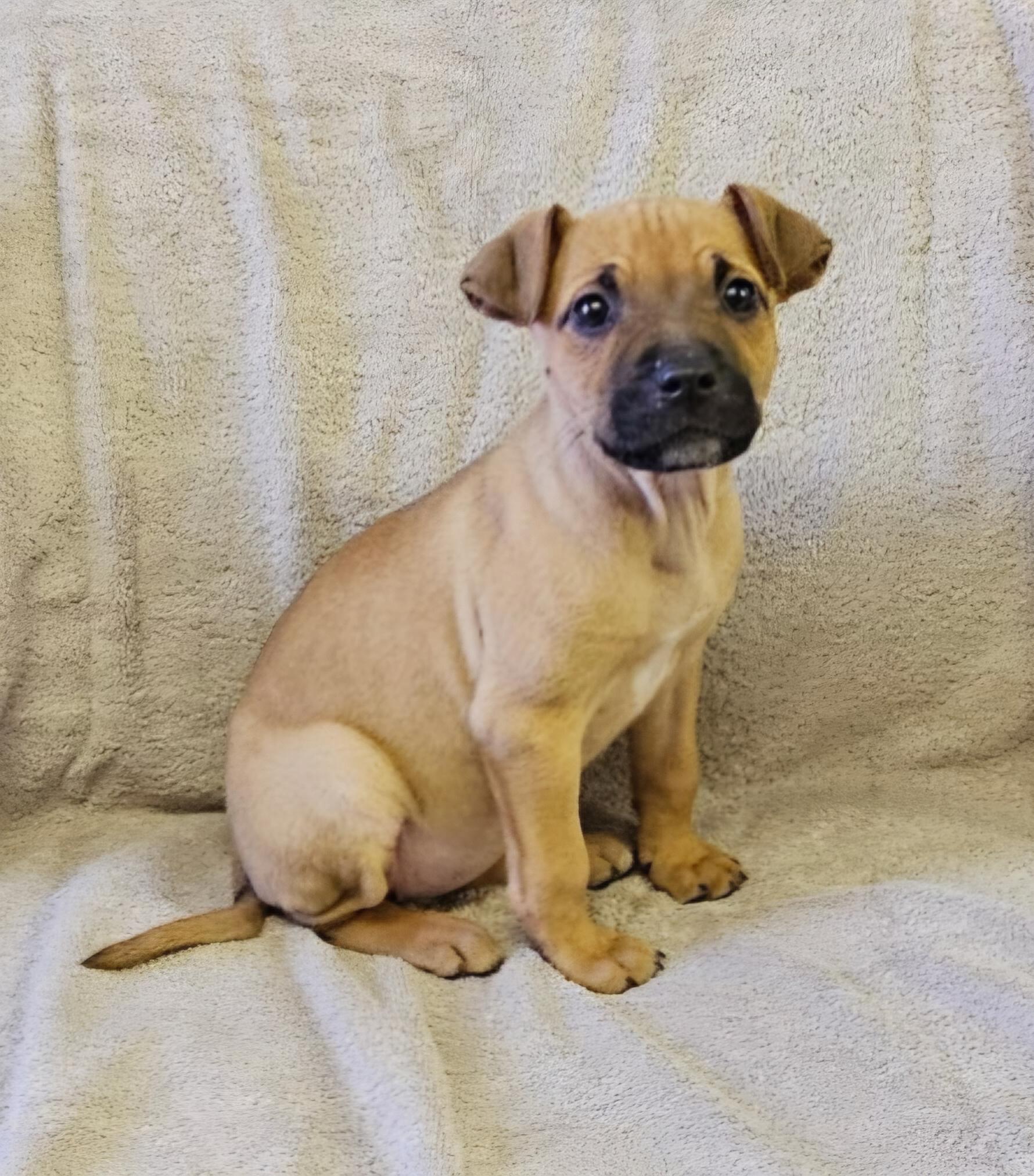 Liz, ADOPTABLE, Puppy Female Mixed Breed.