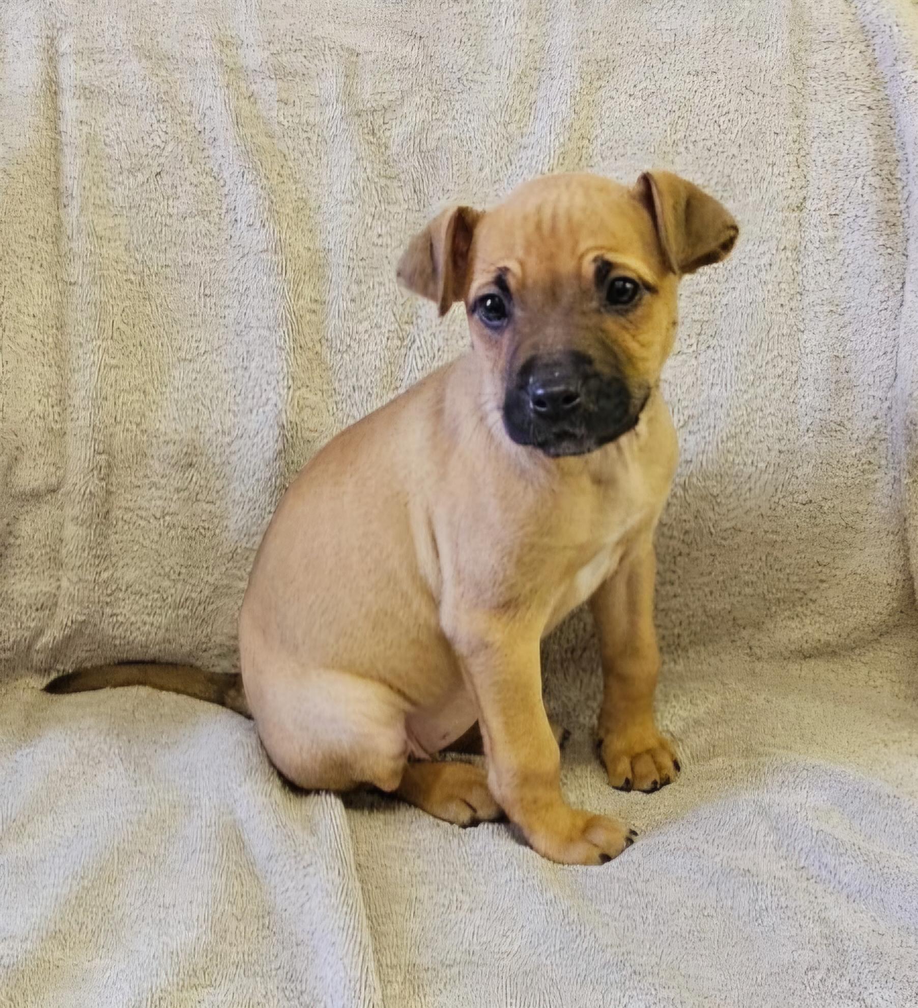 Enlarge Liz, a ADOPTABLE mixed breed in Arlington Heights, IL image 3/6