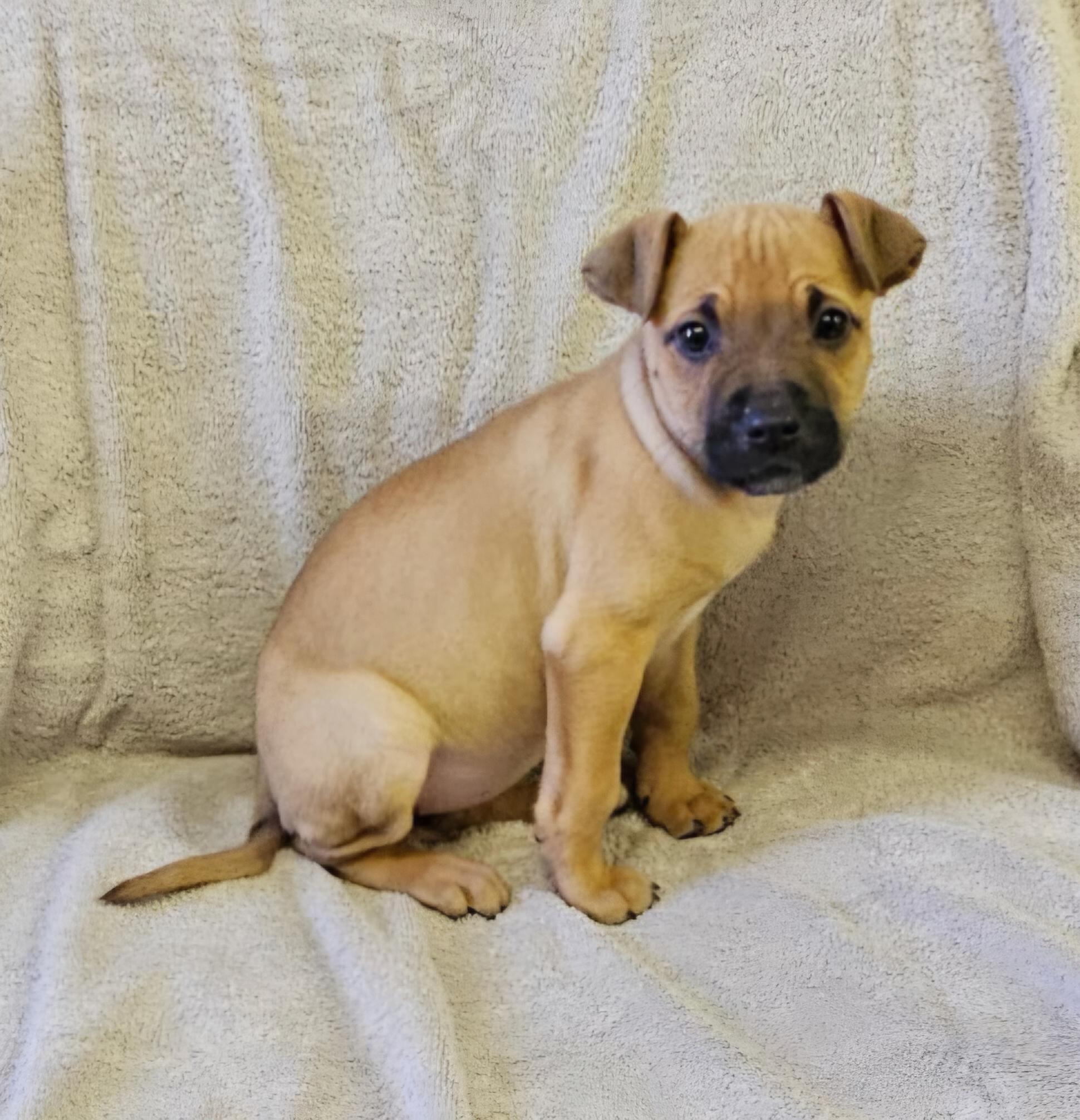 Enlarge Liz, a ADOPTABLE mixed breed in Arlington Heights, IL image 4/6