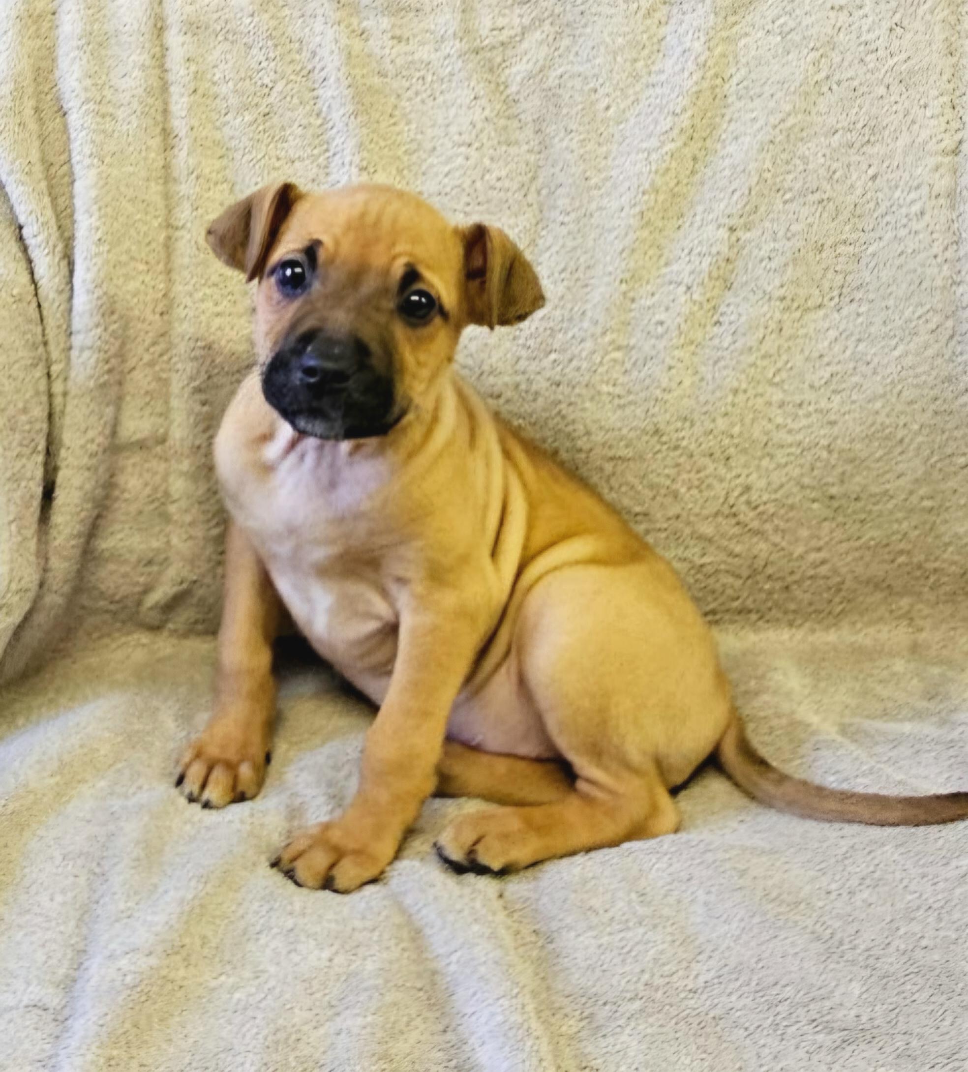 Enlarge Liz, a ADOPTABLE mixed breed in Arlington Heights, IL image 6/6