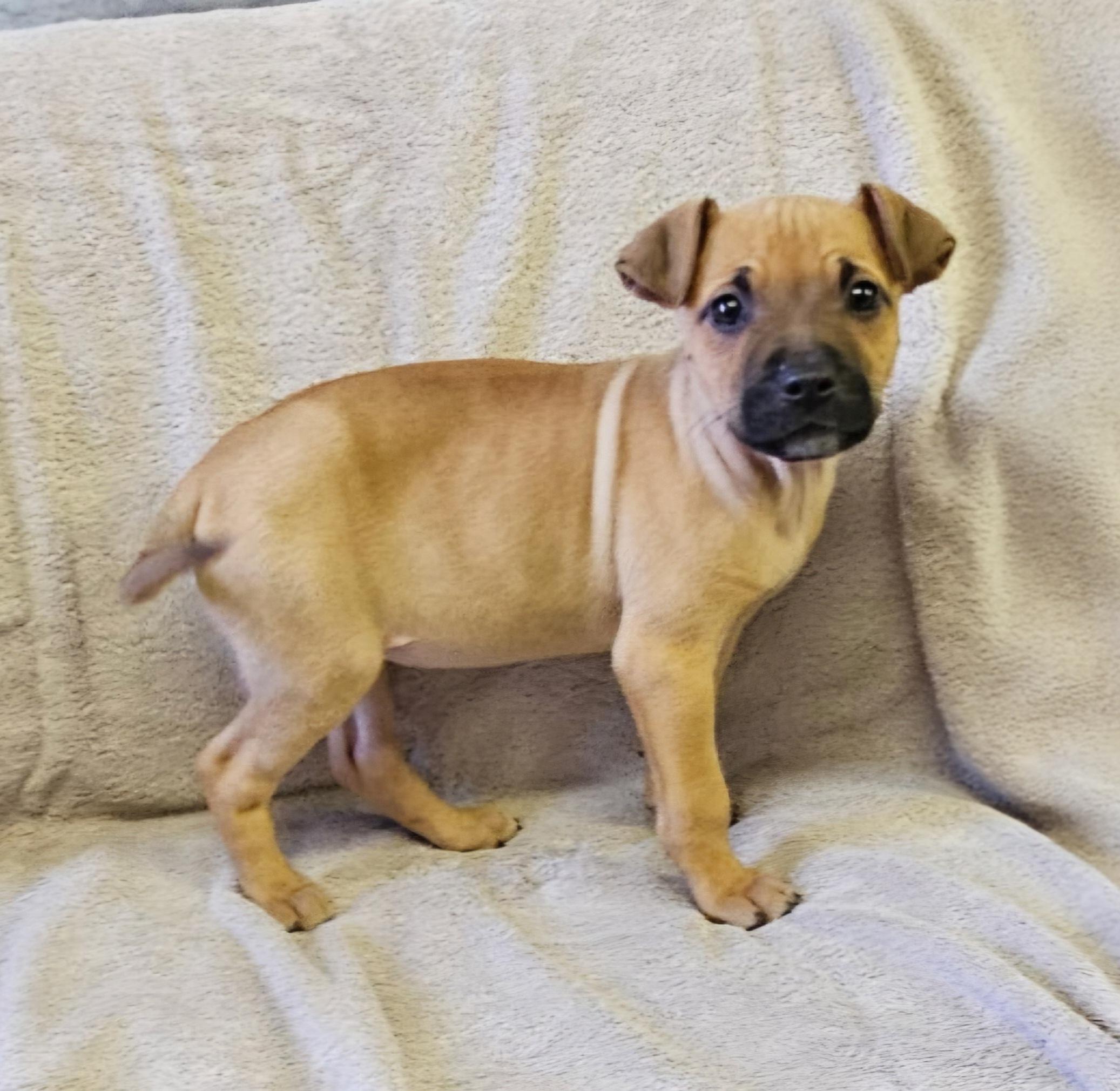 Enlarge Liz, a ADOPTABLE mixed breed in Arlington Heights, IL image 2/6