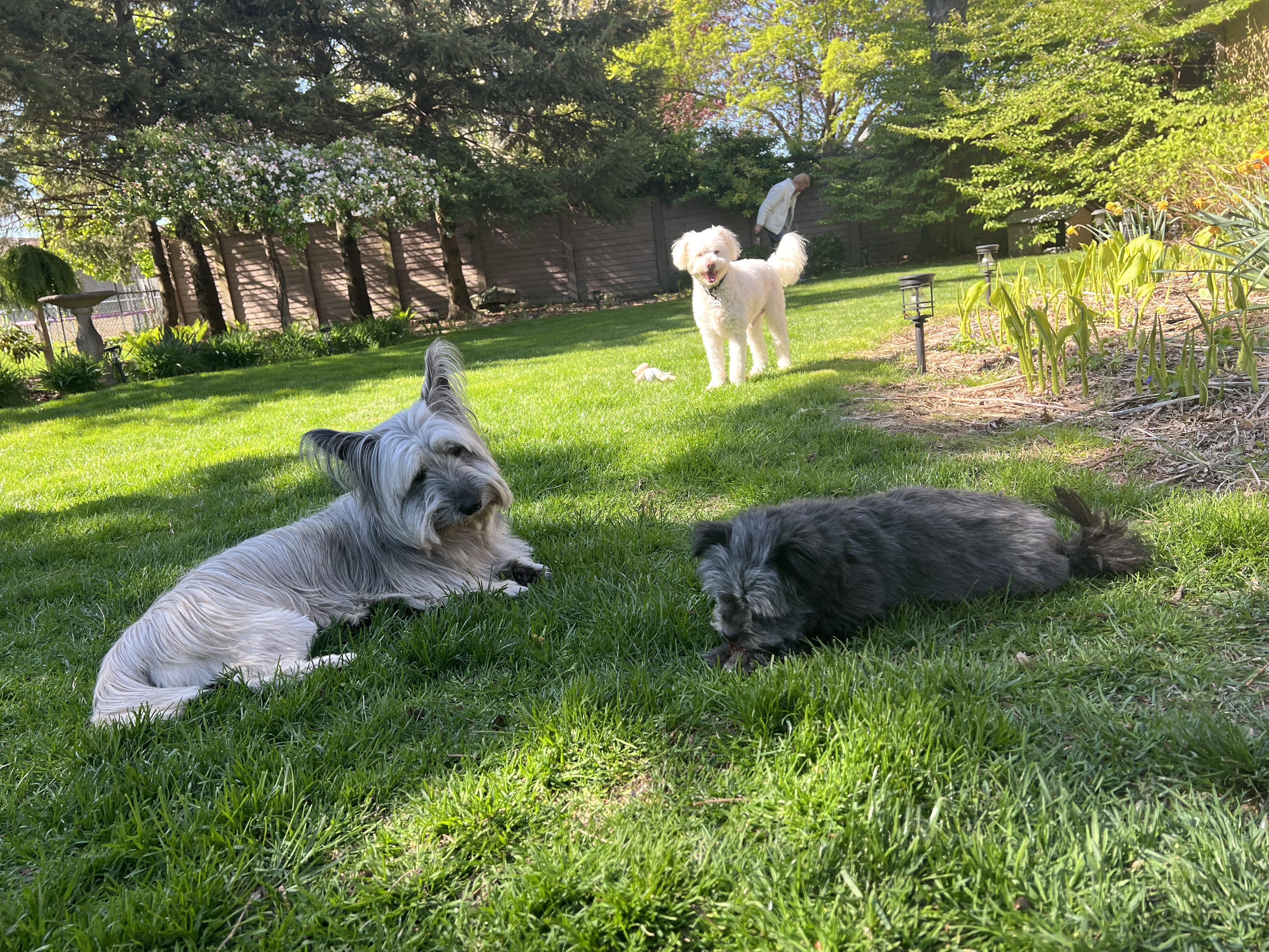 Enlarge TOULOUSE & TAYLA, a Adopted mixed breed in Etobicoke, ON image 5/6