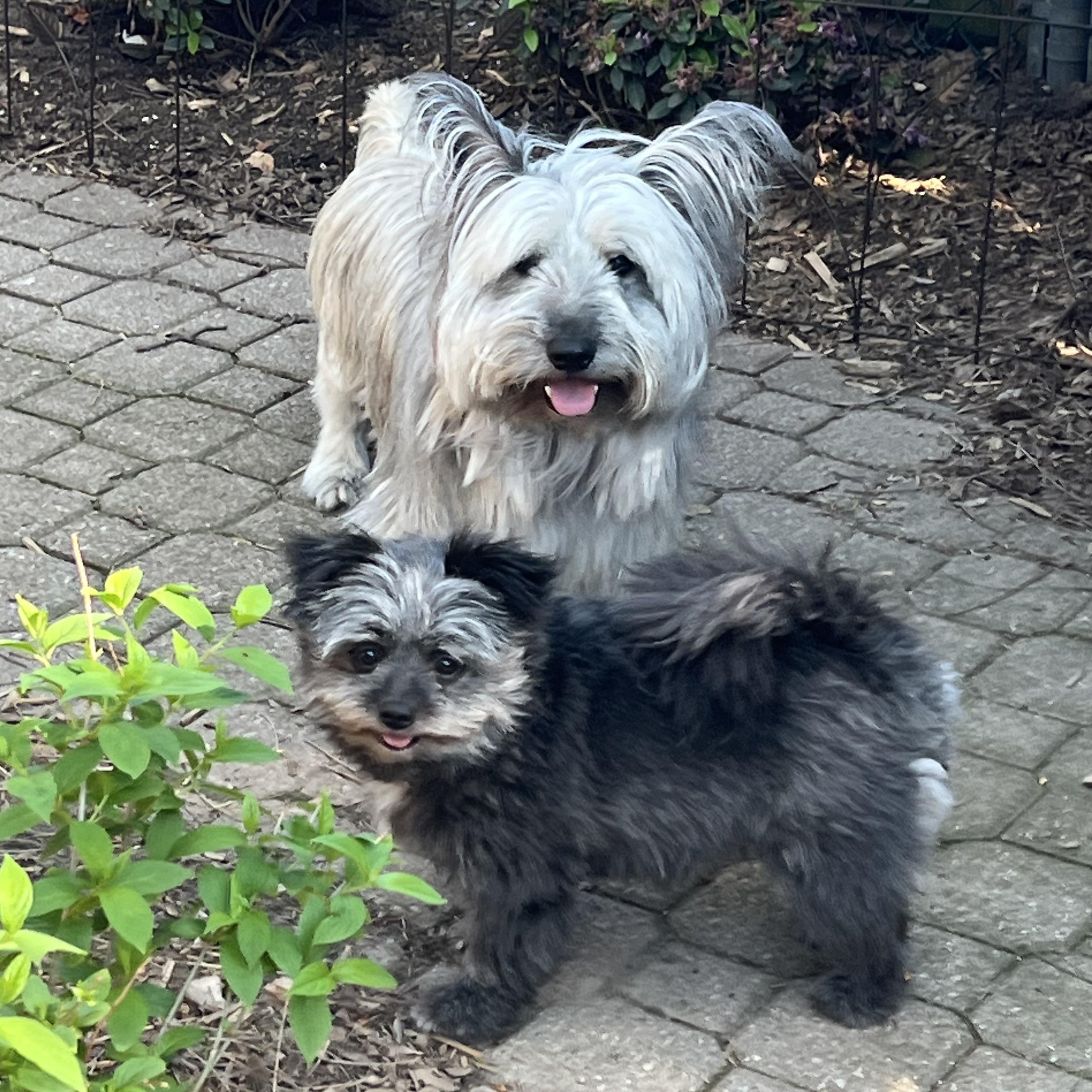TOULOUSE & TAYLA, Adopted, Adult Male Skye Terrier & Pomeranian.