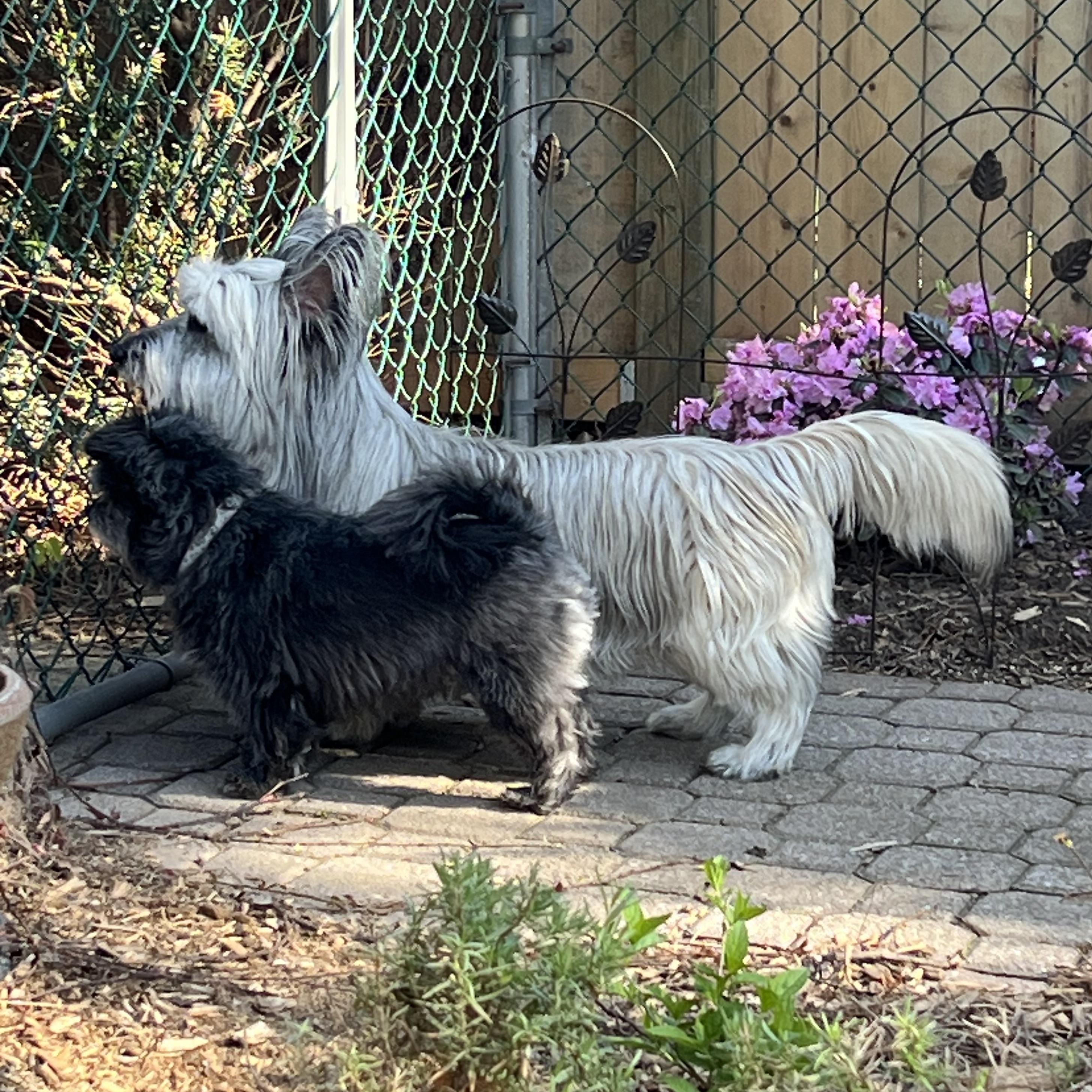 Enlarge TOULOUSE & TAYLA, a Adopted mixed breed in Etobicoke, ON image 2/6