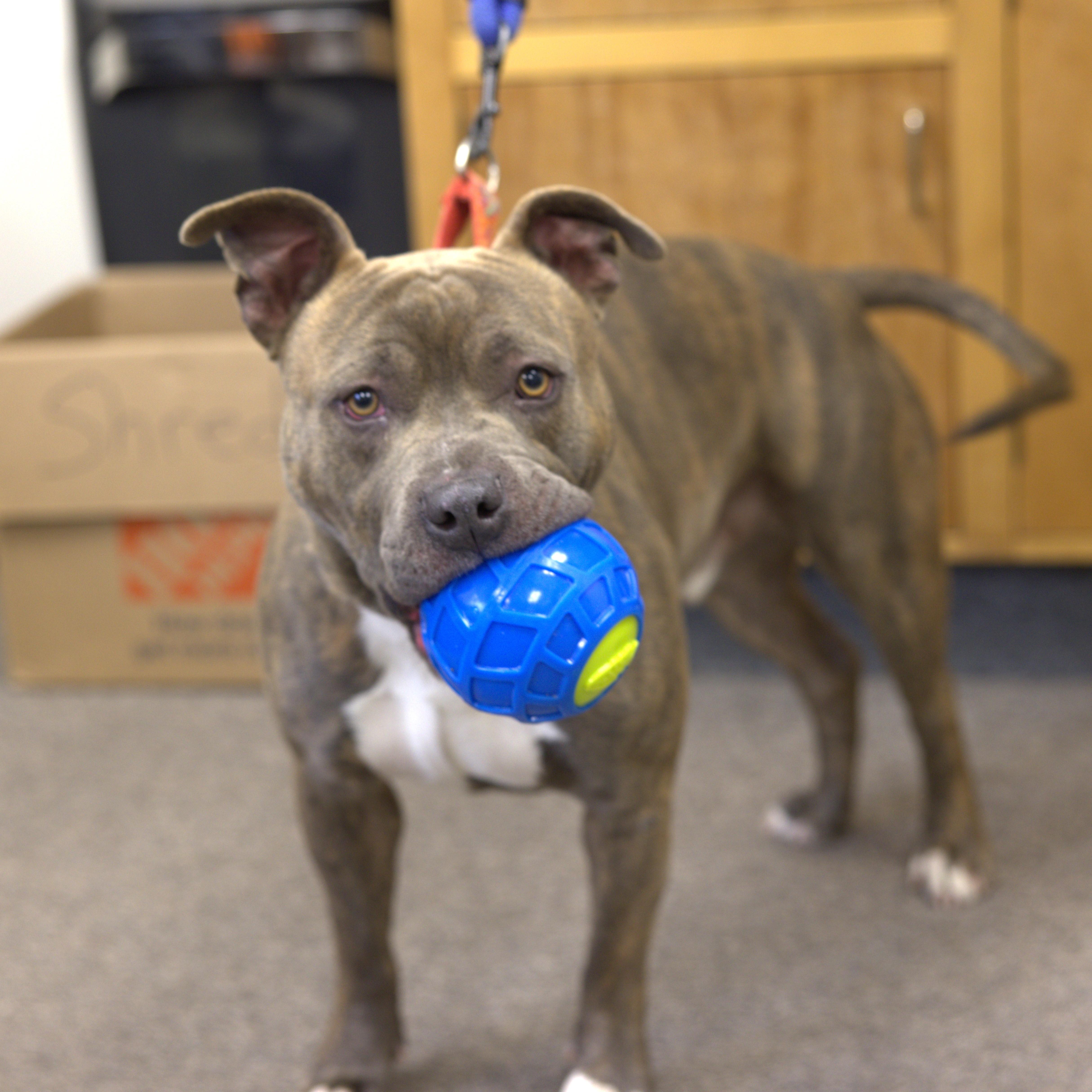 Enlarge Shadow, an adoptable Pit Bull Terrier in Long Beach, WA image 3/6