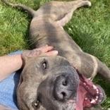 Enlarge Shadow, an adoptable mixed breed in Long Beach, WA image 3/5