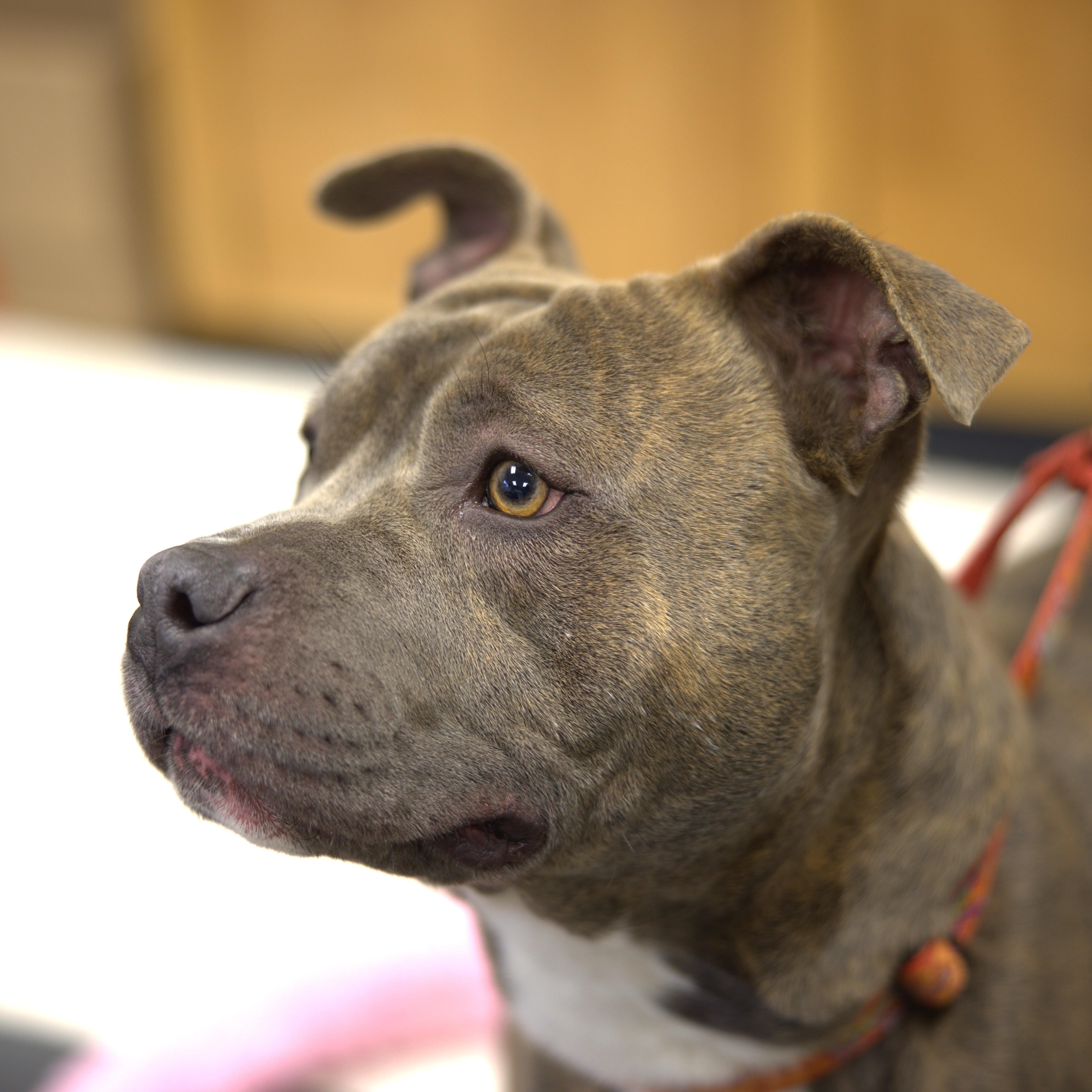 Enlarge Shadow, an adoptable Pit Bull Terrier in Long Beach, WA image 2/6