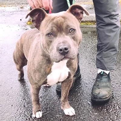 Enlarge Shadow, an adoptable Pit Bull Terrier in Long Beach, WA image 6/6