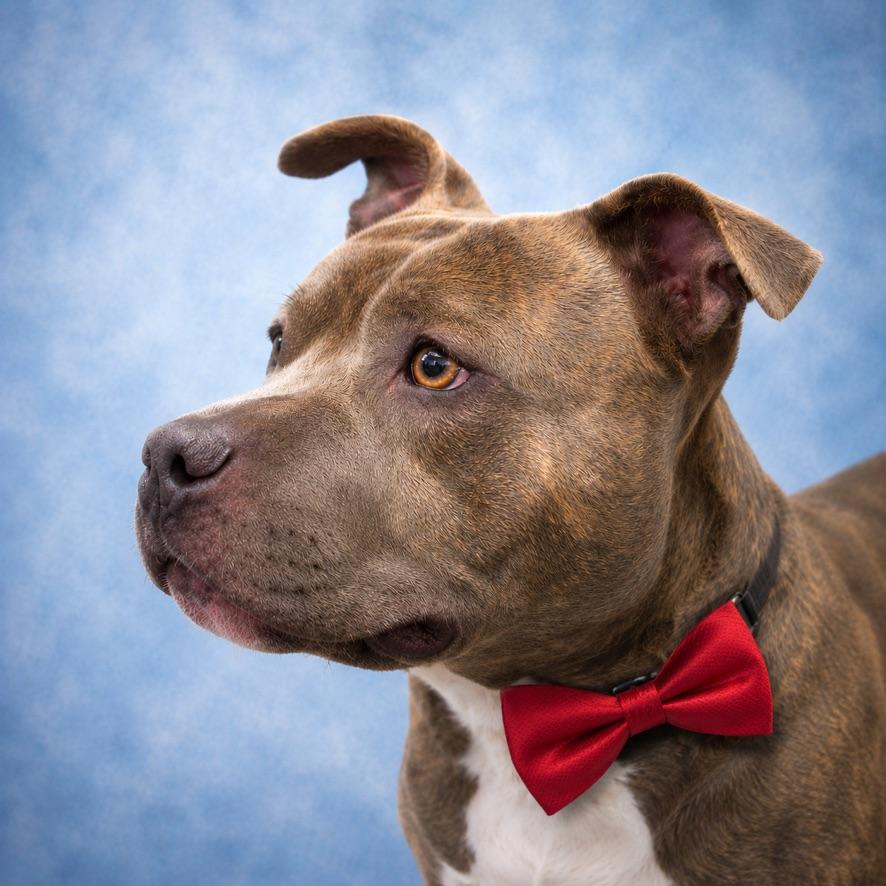 Enlarge Shadow, an adoptable mixed breed in Long Beach, WA image 2/5