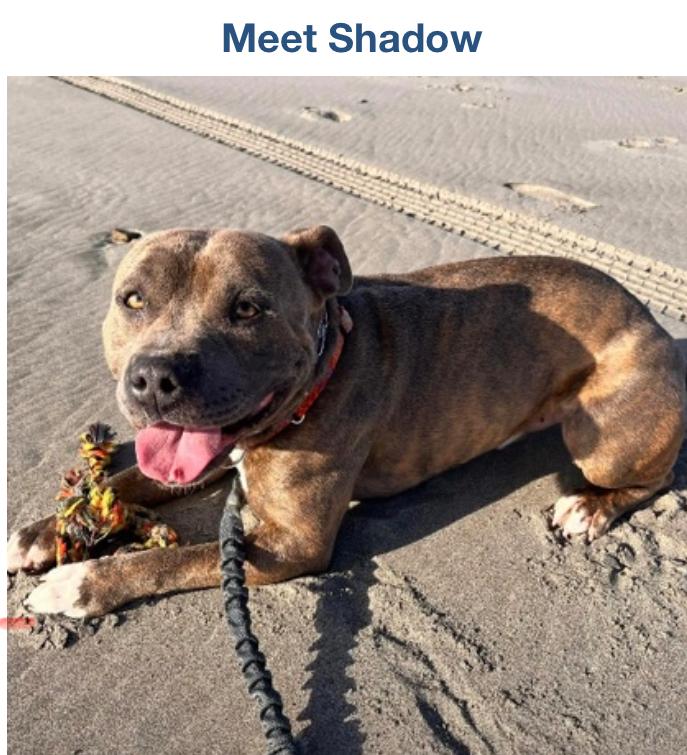 Shadow, adoptable, Young Male Pit Bull Terrier.