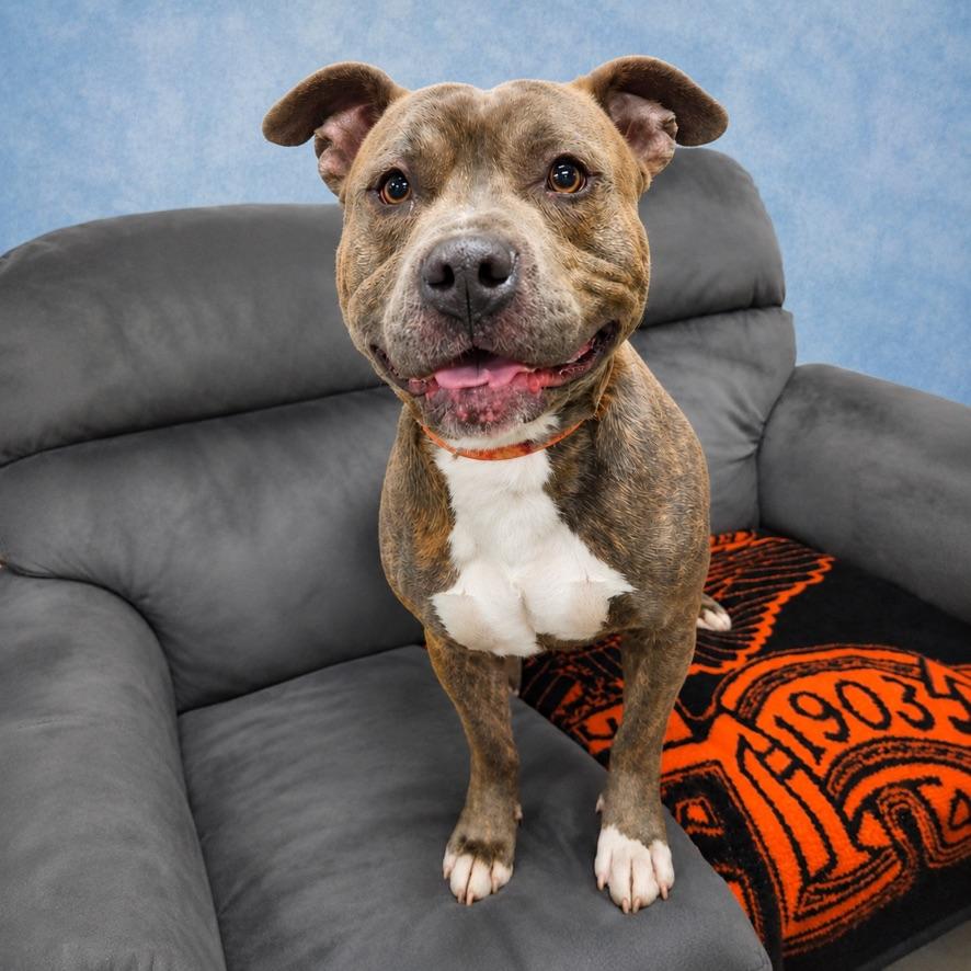 Enlarge Shadow, an adoptable mixed breed in Long Beach, WA image 5/5