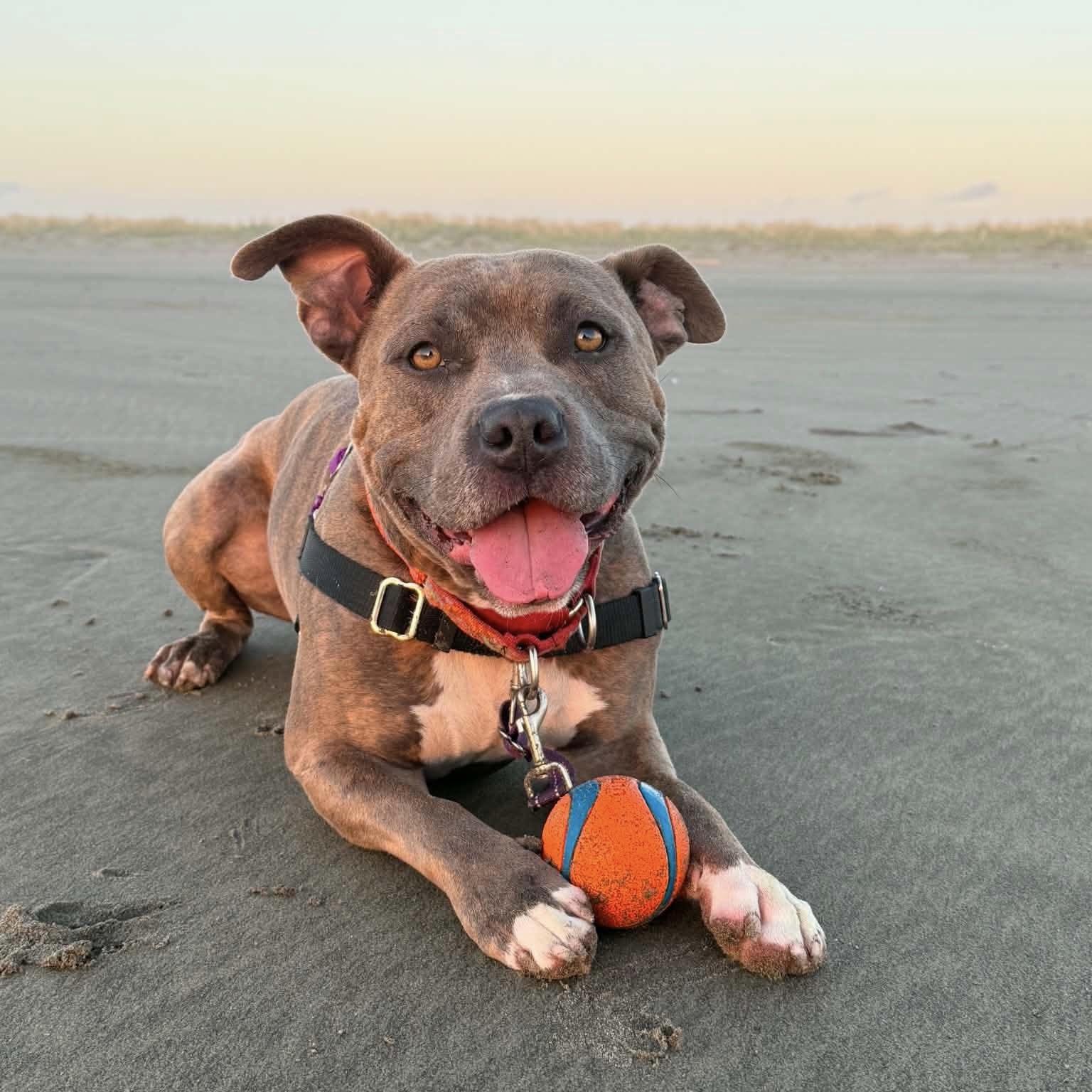 Enlarge Shadow, an adoptable mixed breed in Long Beach, WA image 1/5