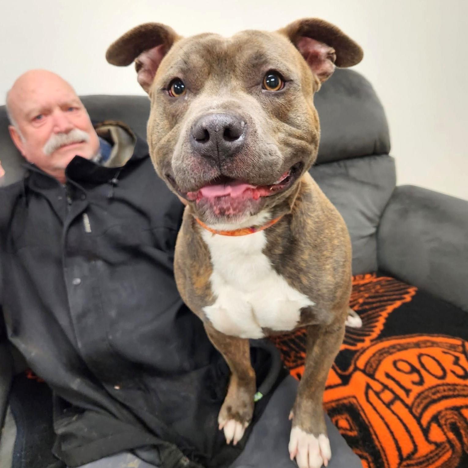 Enlarge Shadow, an adoptable Pit Bull Terrier in Long Beach, WA image 5/6