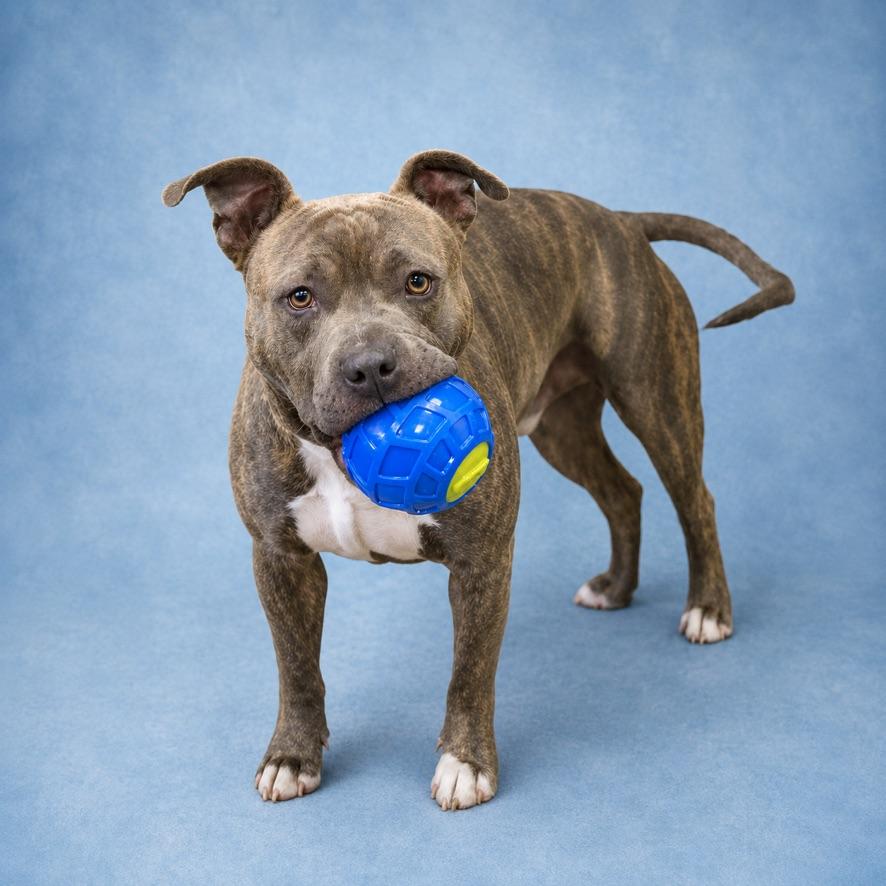 Enlarge Shadow, an adoptable mixed breed in Long Beach, WA image 4/5