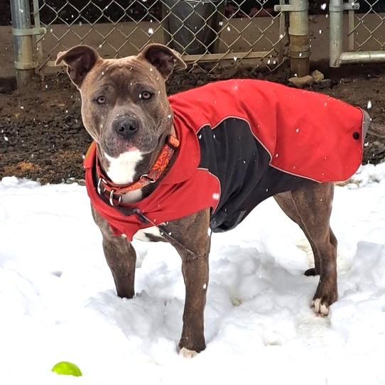 Enlarge Shadow, an adoptable Pit Bull Terrier in Long Beach, WA image 4/6