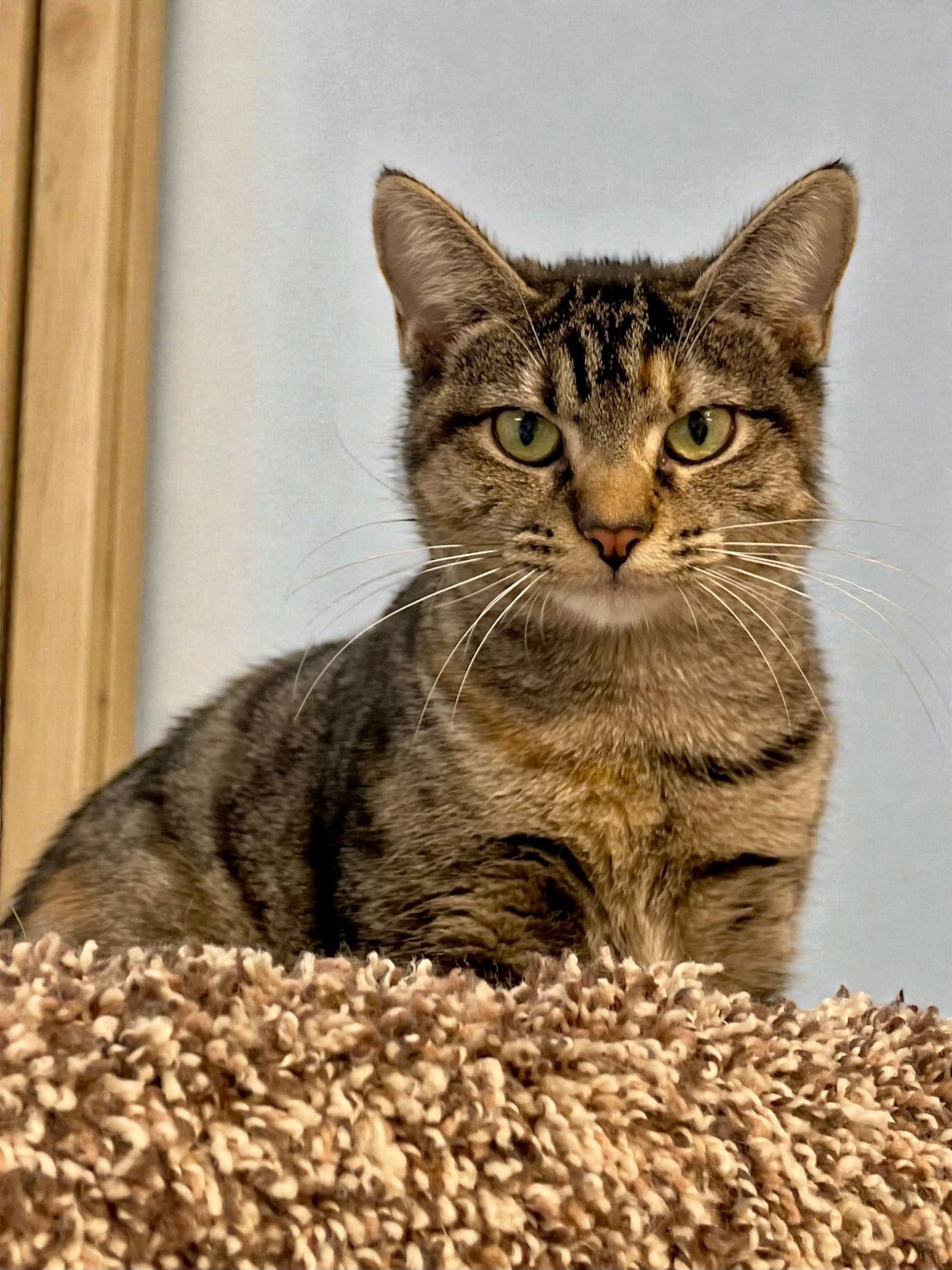 Fuchsia, Adoptable, Young Female Domestic Short Hair.