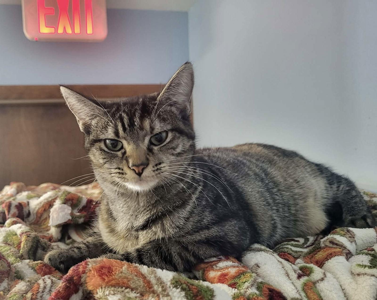 Enlarge Fuchsia, a Adoptable Domestic Short Hair in Champaign, IL image 2/3