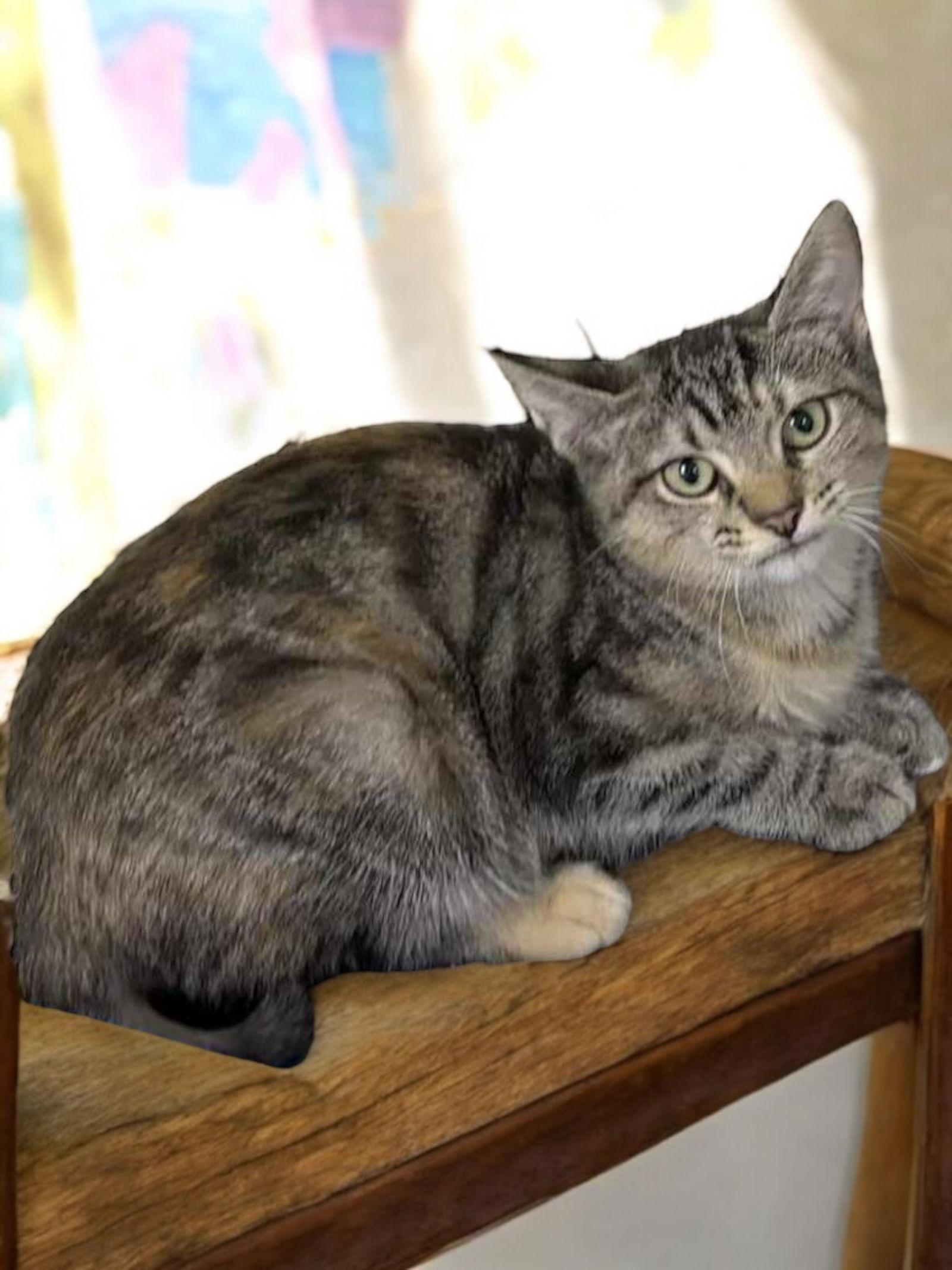 Enlarge Fuchsia, a Adoptable Domestic Short Hair in Champaign, IL image 3/3