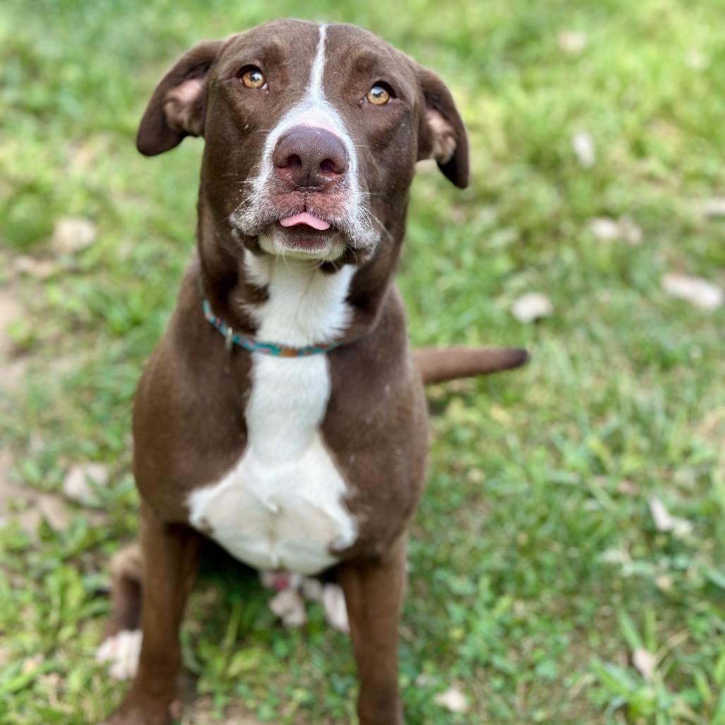 Banjo, Adoptable, Adult Male Pit Bull Terrier.