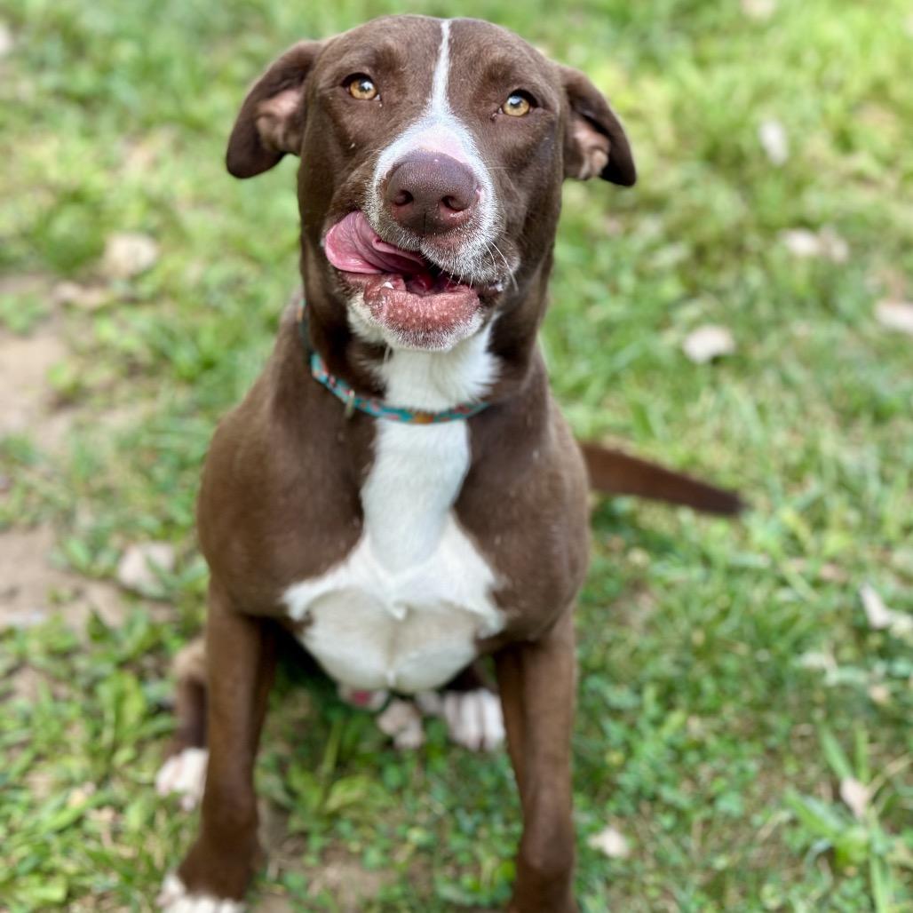 Enlarge Banjo, a Adoptable Pit Bull Terrier in Warrensburg, MO image 2/3