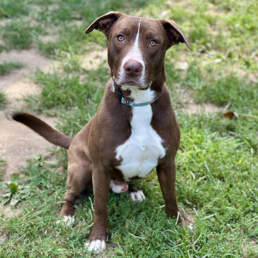 Enlarge Banjo, a Adoptable Pit Bull Terrier in Warrensburg, MO image 3/3