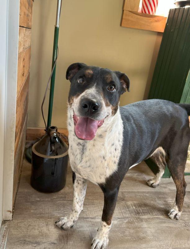 Enlarge Frankie, a Adoptable mixed breed in Genoa, IL image 1/1