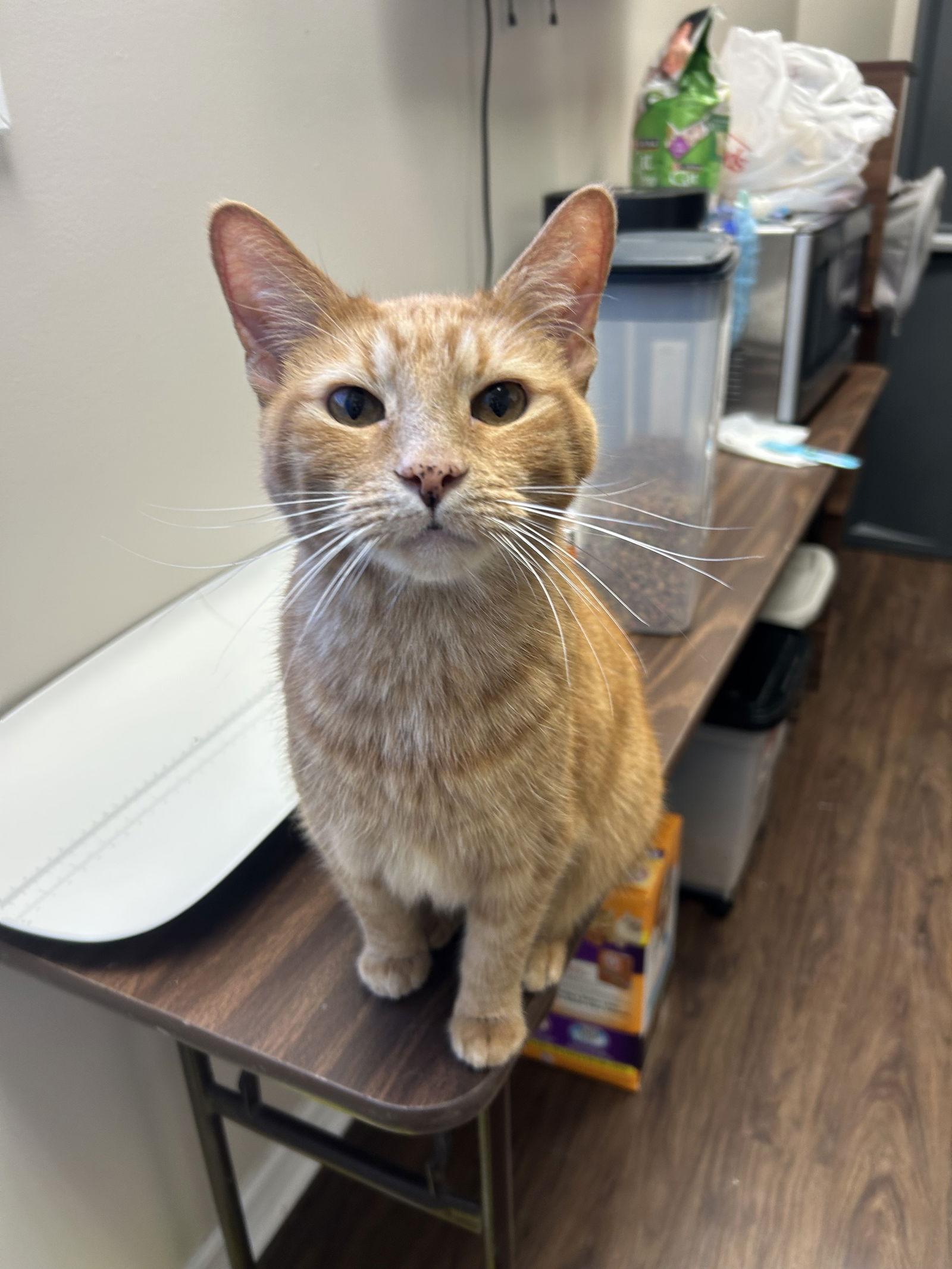 Enlarge Holden, a Adopted Domestic Short Hair in Columbus, OH image 1/1