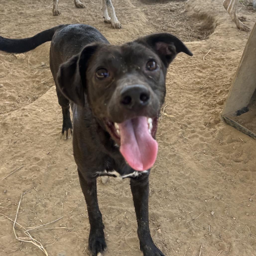 Heatwave in NH Come Meet our Adoptable Dogs Wednesday-Saturday. More info in Bio, Adoptable, Puppy Female Black Labrador Retriever.